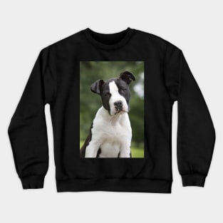 American Staffordshire Terrier Puppy Dog Crewneck Sweatshirt